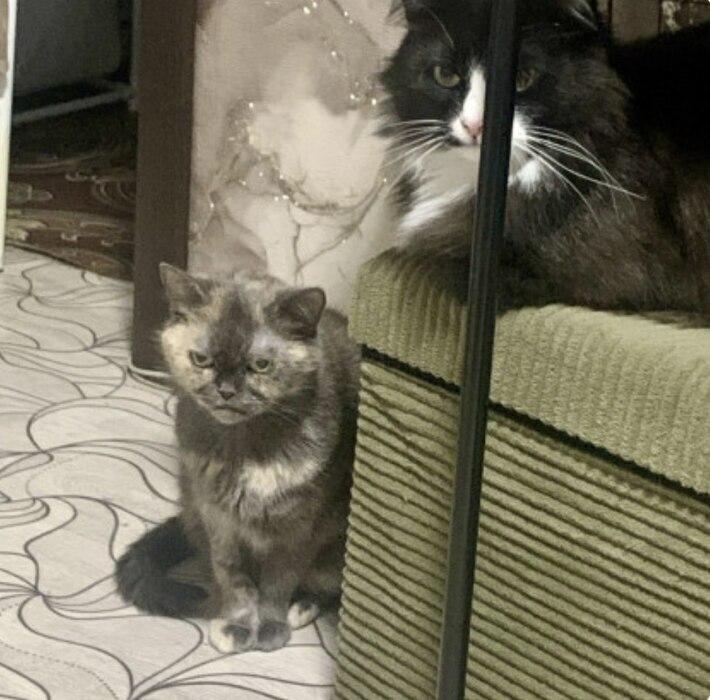 Фото В Новосибирск опубликовали кадры смешных и милых котов 6