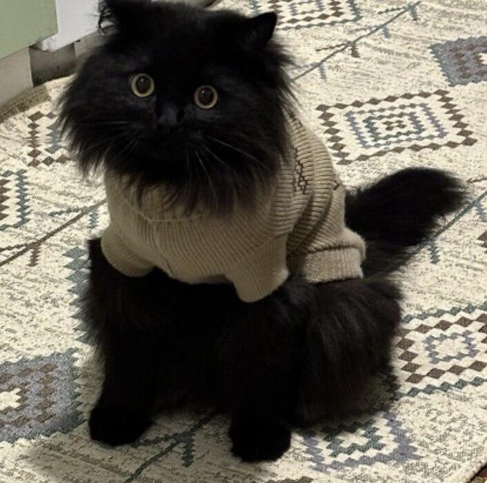 Фото В Новосибирск опубликовали кадры смешных и милых котов 2