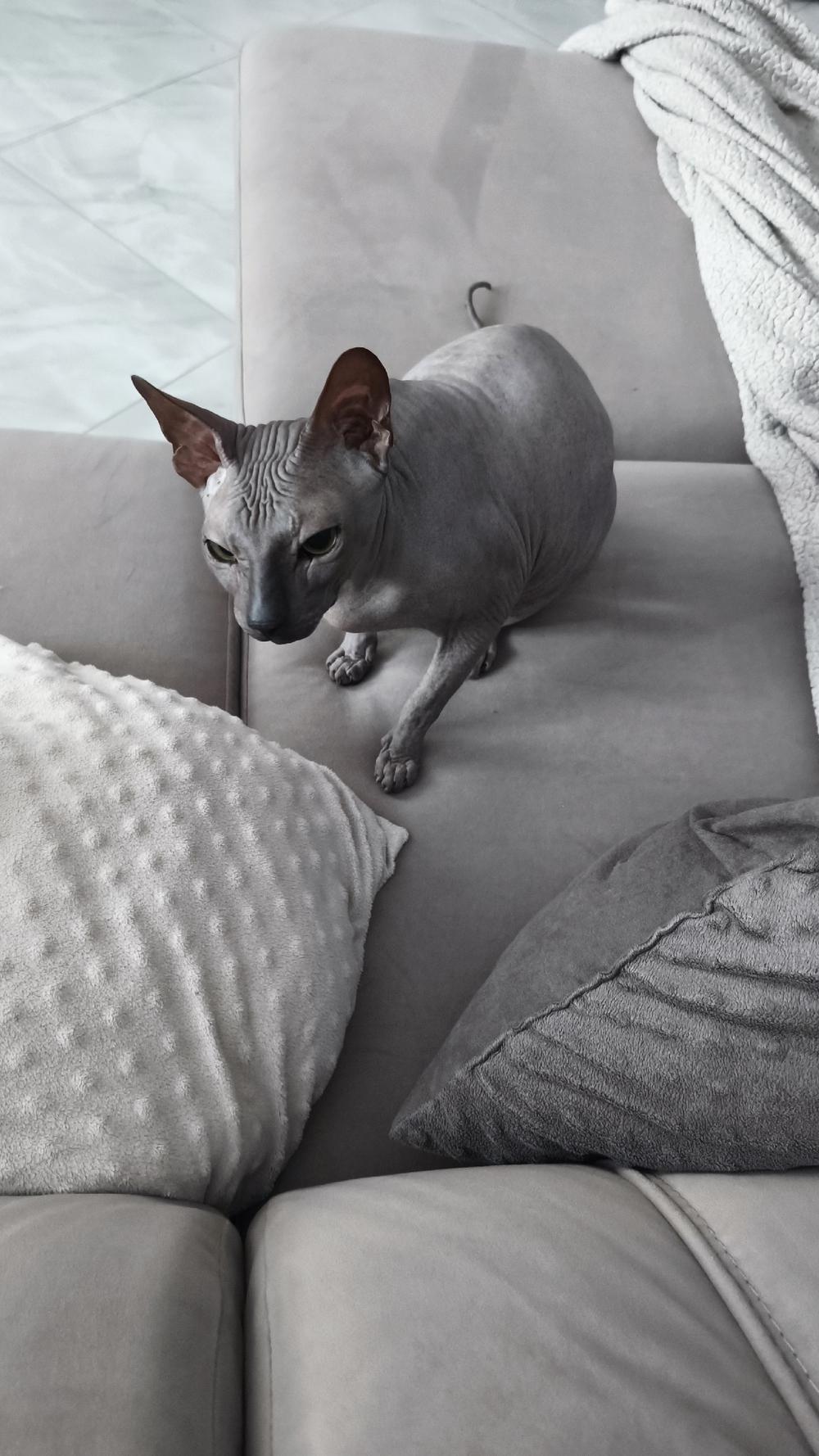 Фото Голые всегда: опубликованы кадры смешных, милых и злых котов-сфинксов – 25 фото 19