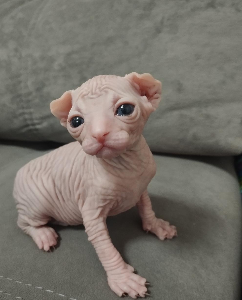 Фото Голые всегда: опубликованы кадры смешных, милых и злых котов-сфинксов – 25 фото 12