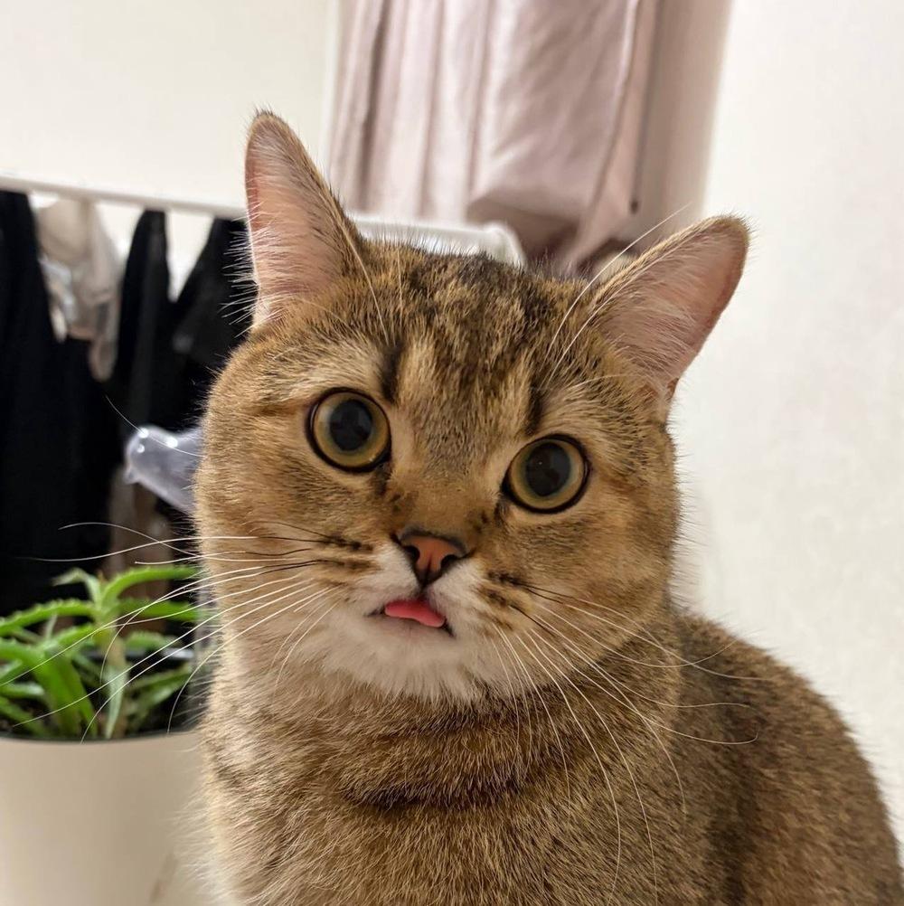 Фото В Новосибирск опубликовали кадры смешных и милых котов 4