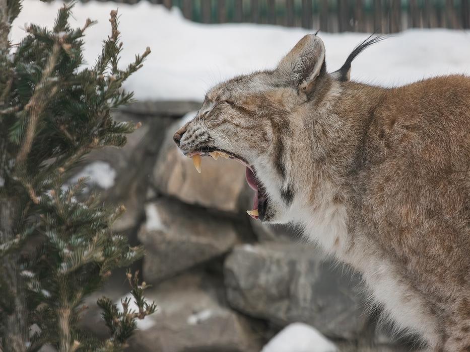Фото В Новосибирске опубликовали яркие кадры обитателей зоопарка 3