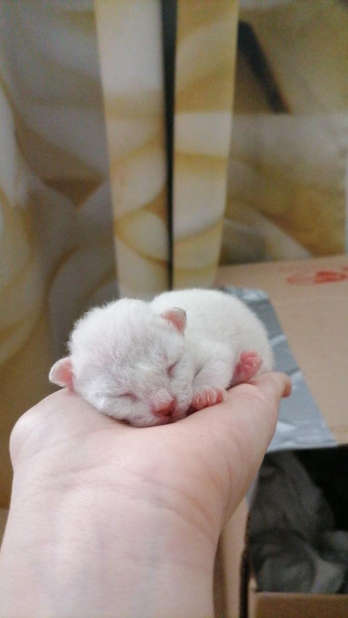 Фото Голые всегда: опубликованы кадры смешных, милых и злых котов-сфинксов – 25 фото 14