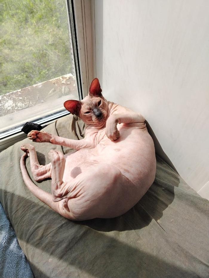 Фото Голые всегда: опубликованы кадры смешных, милых и злых котов-сфинксов – 25 фото 17