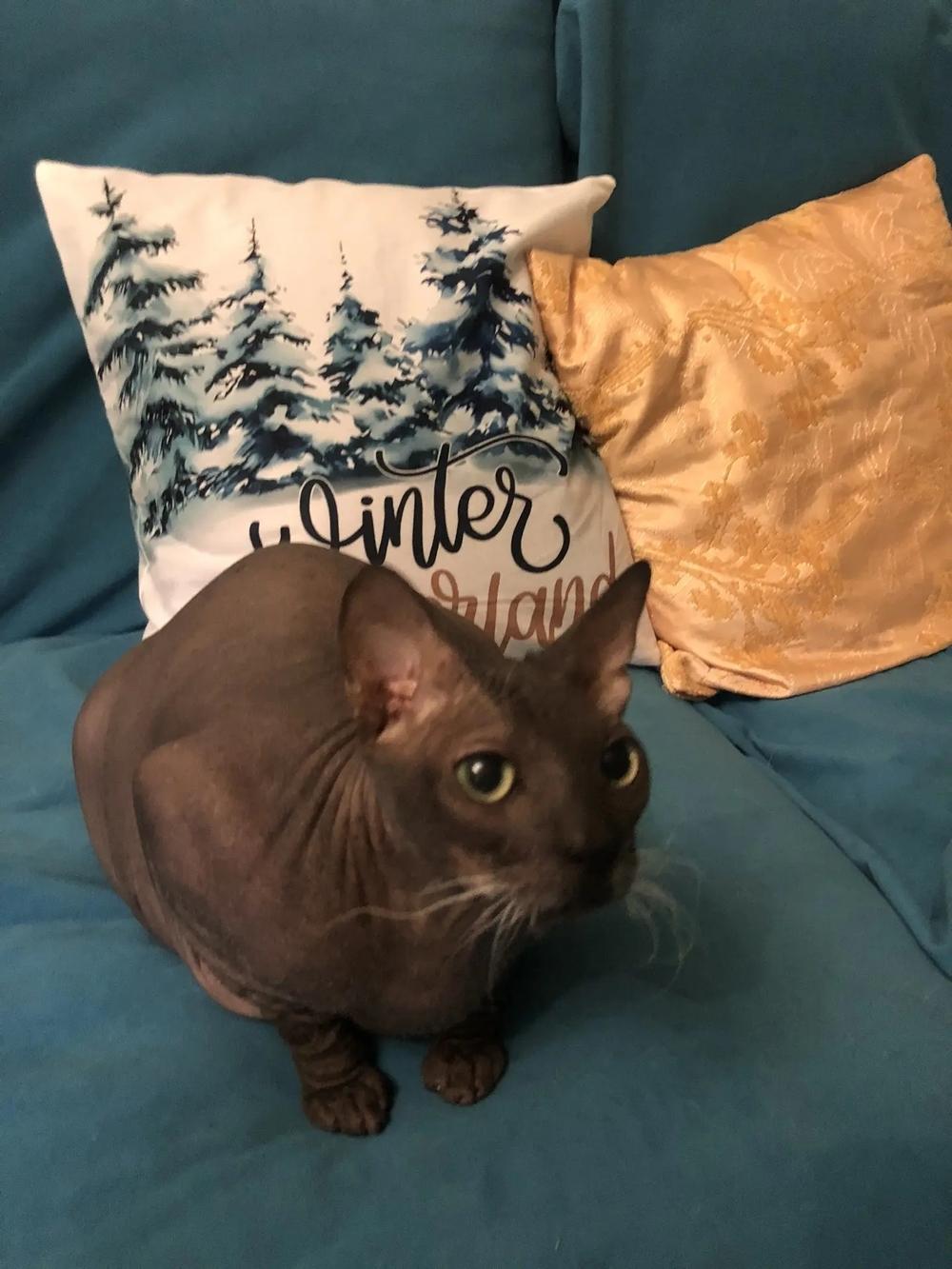 Фото Голые всегда: опубликованы кадры смешных, милых и злых котов-сфинксов – 25 фото 13