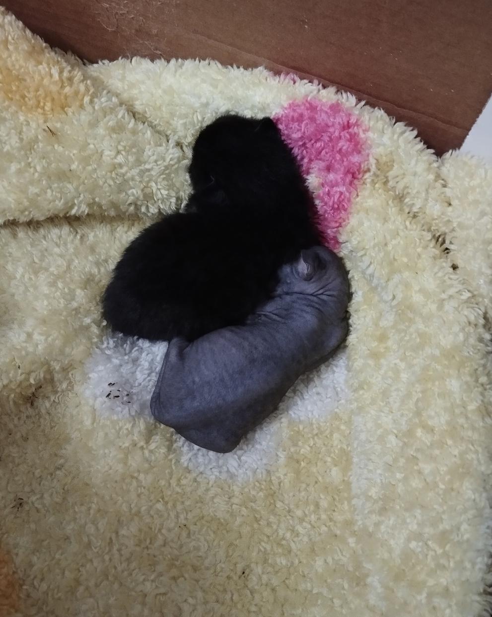 Фото Голые всегда: опубликованы кадры смешных, милых и злых котов-сфинксов – 25 фото 24