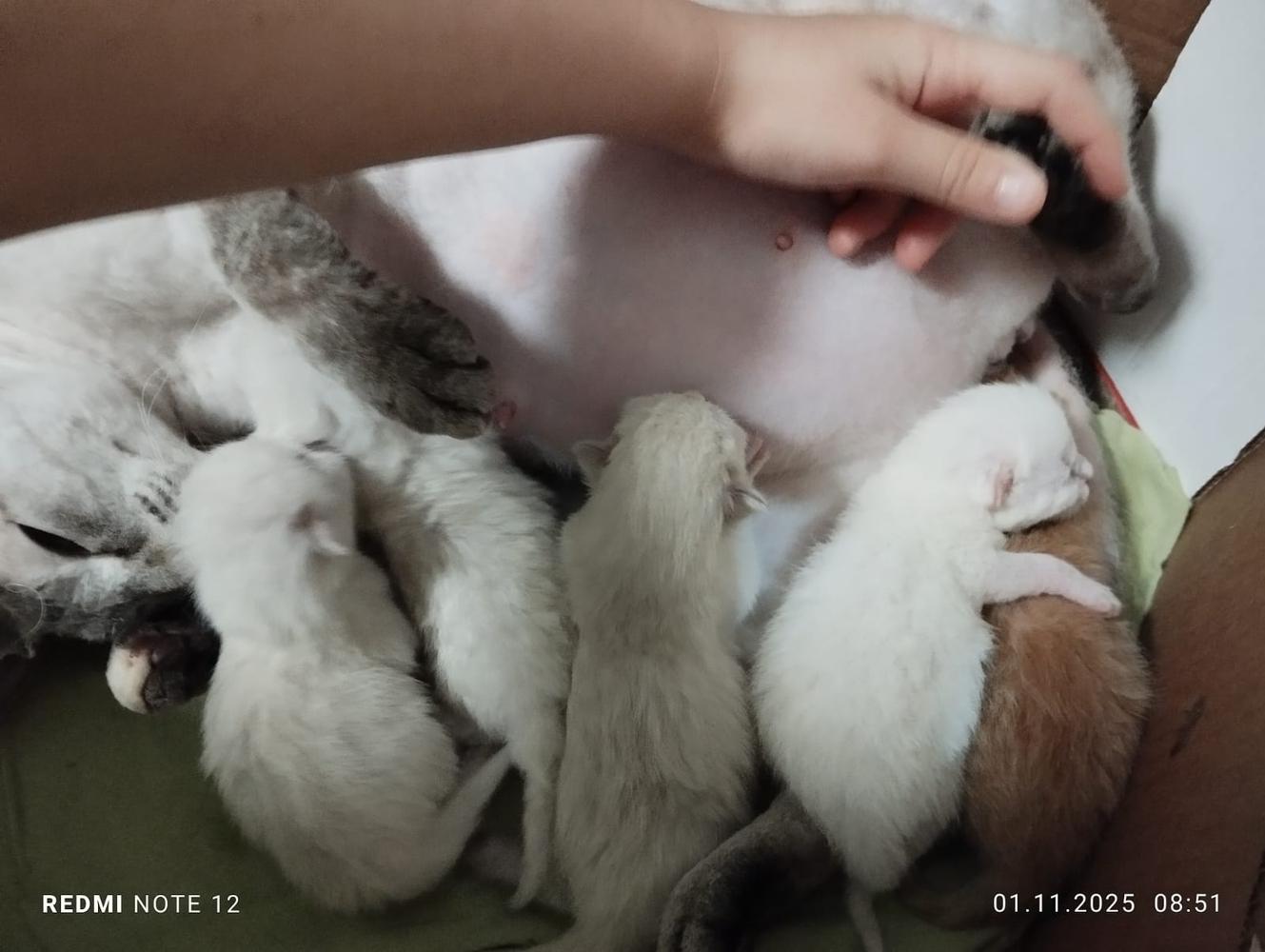 Фото Голые всегда: опубликованы кадры смешных, милых и злых котов-сфинксов – 25 фото 23