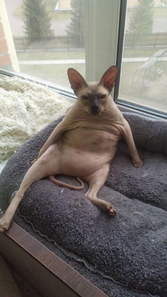 Фото Голые всегда: опубликованы кадры смешных, милых и злых котов-сфинксов – 25 фото 22