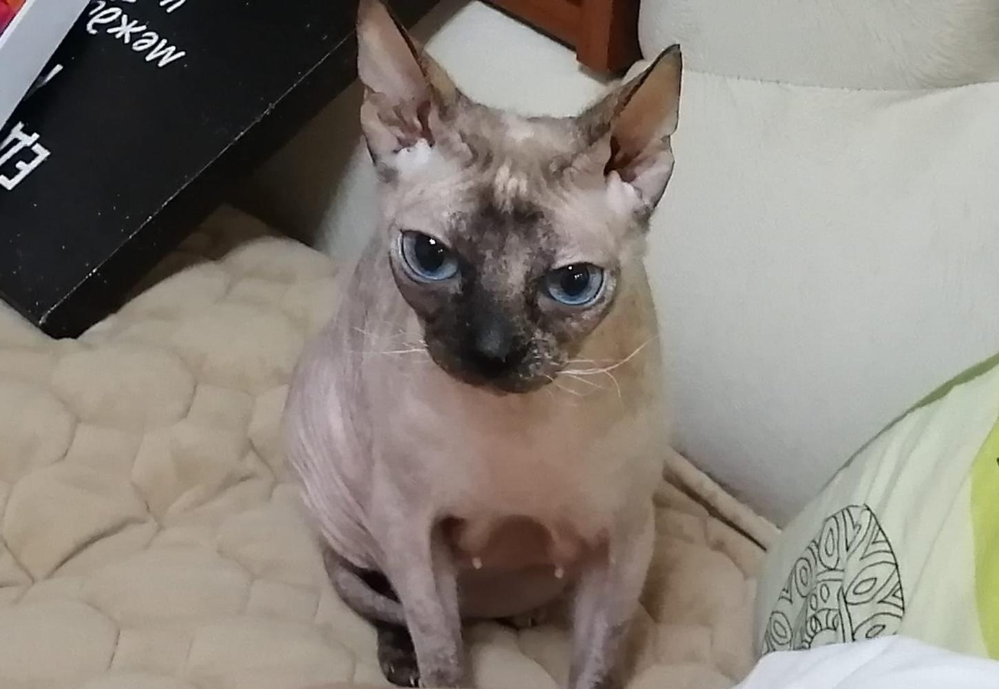 Фото Голые всегда: опубликованы кадры смешных, милых и злых котов-сфинксов – 25 фото 16