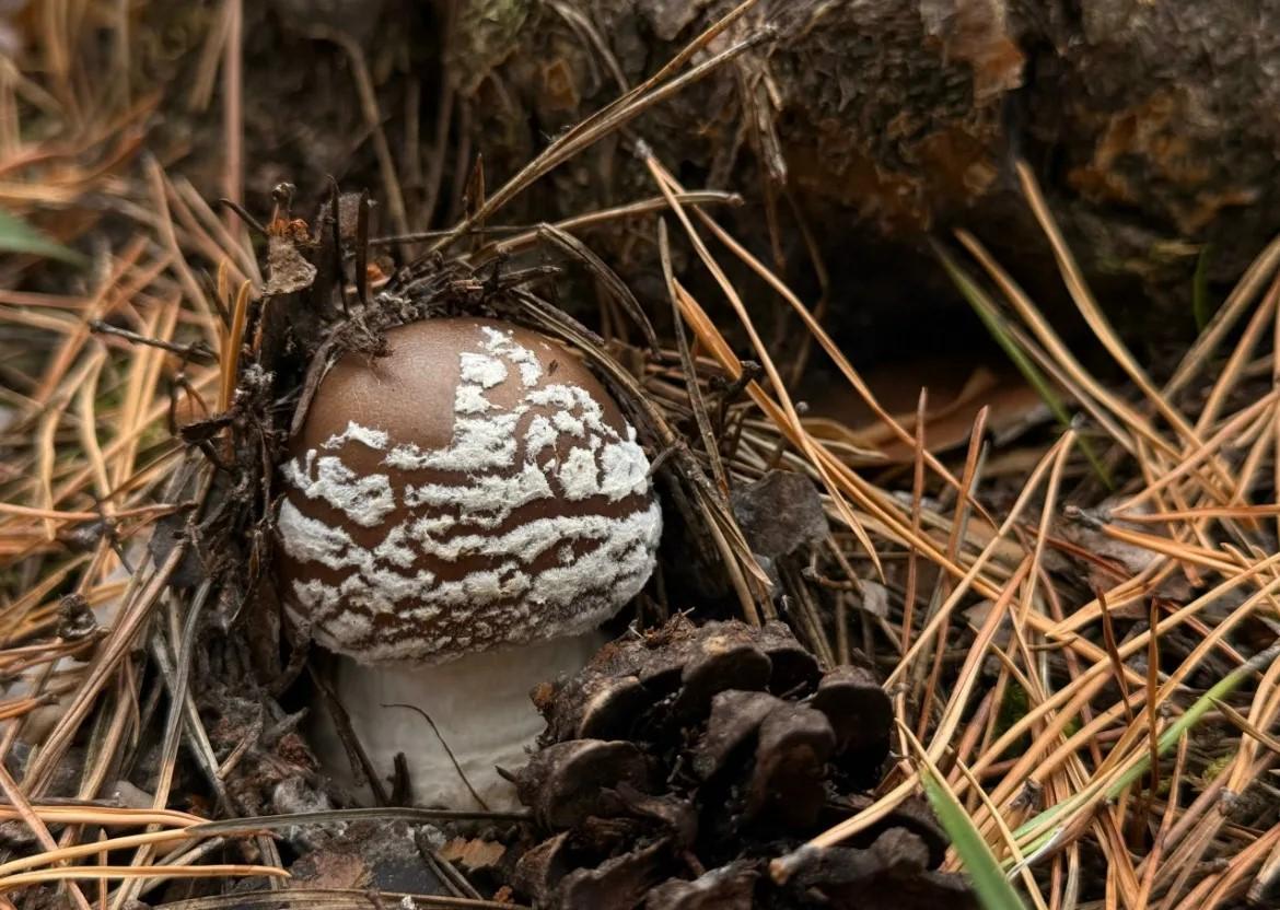 Фото В лесах под Новосибирском замечены первые весенние грибы 2