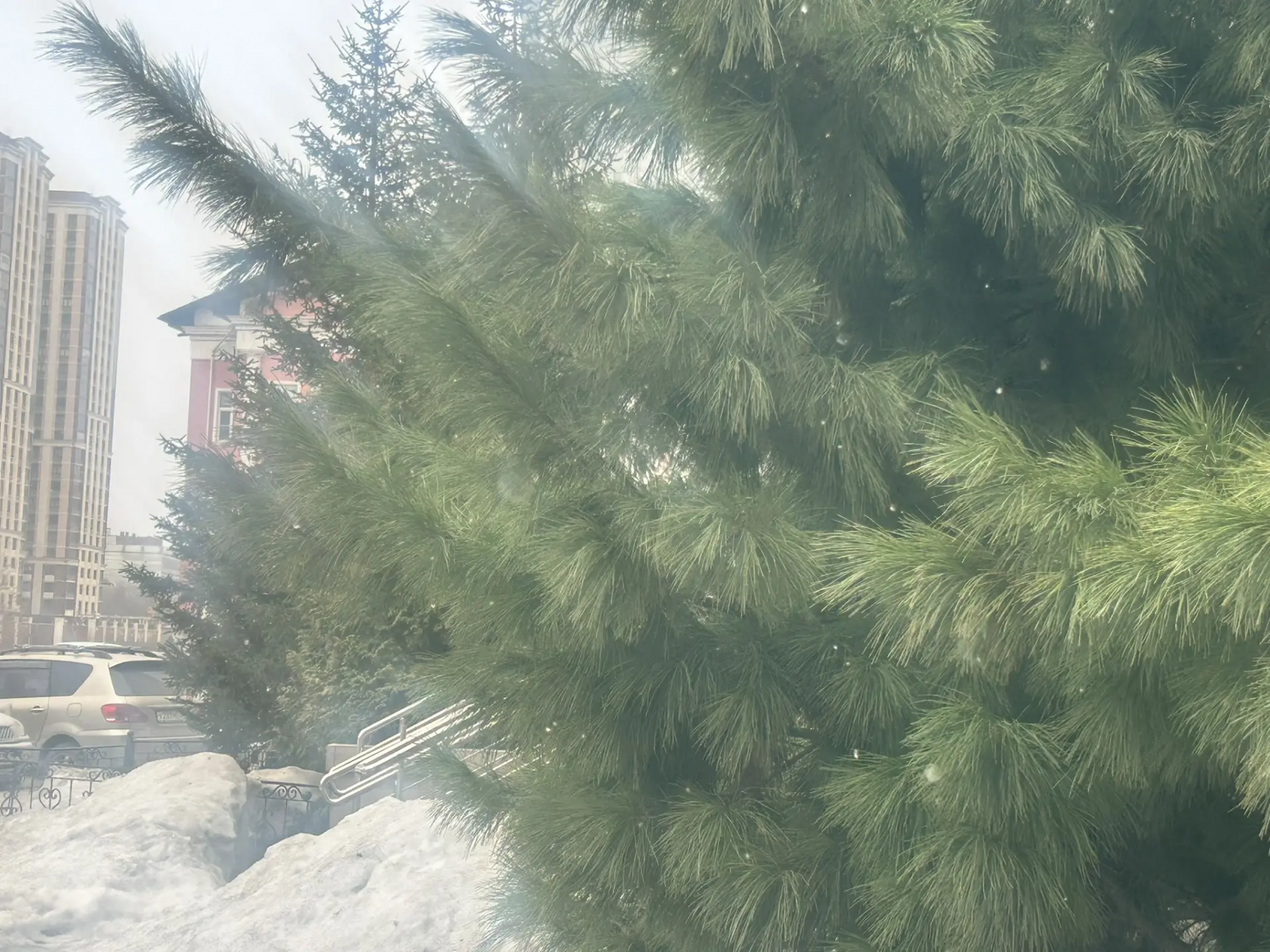 Фото В Новосибирск снова вернулся снег 3