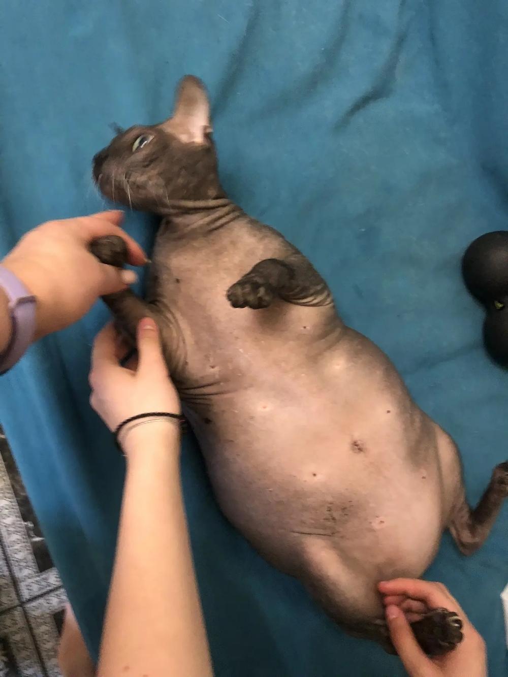 Фото Голые всегда: опубликованы кадры смешных, милых и злых котов-сфинксов – 25 фото 11