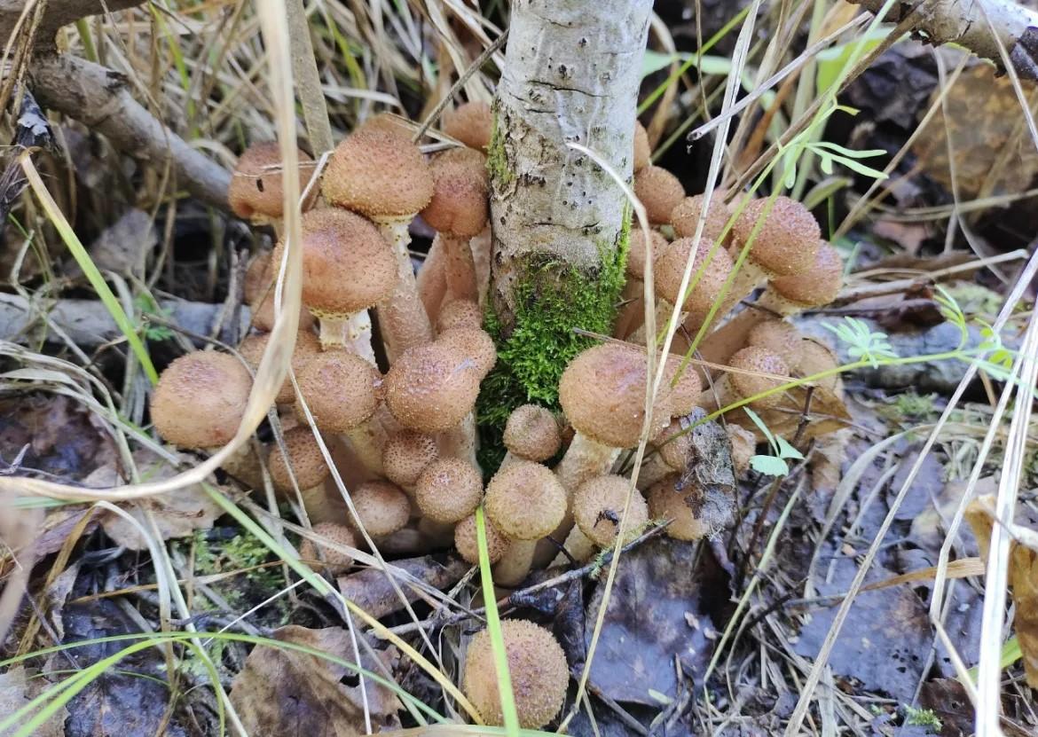 Фото В лесах под Новосибирском замечены первые весенние грибы 3