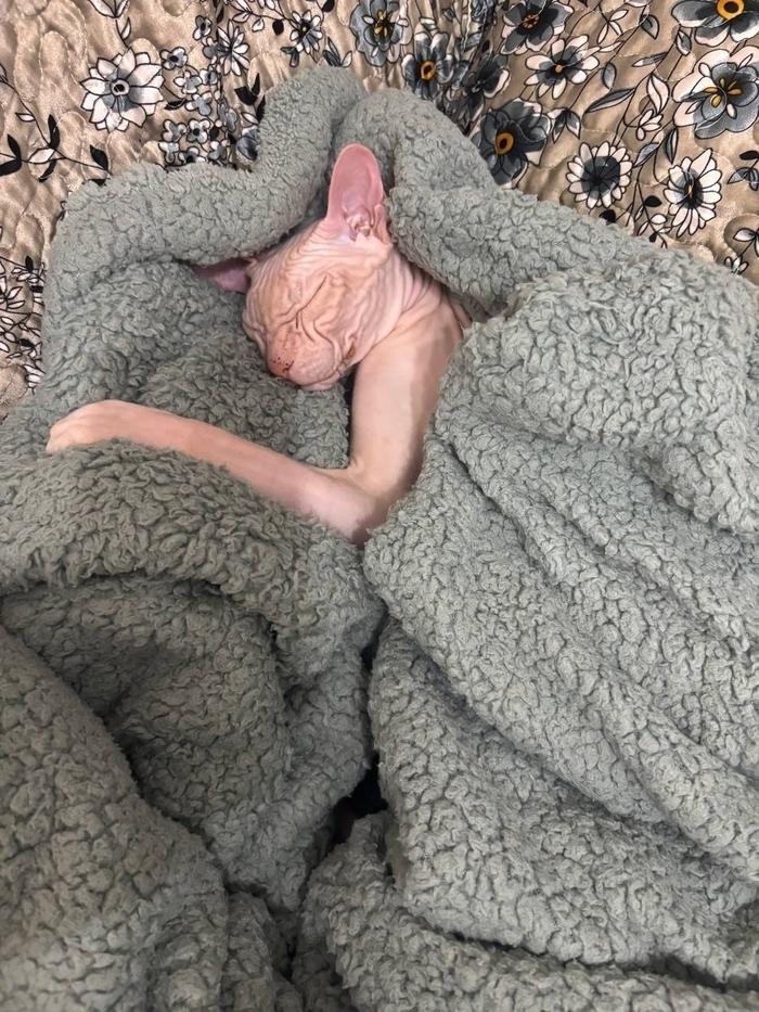 Фото В Новосибирске опубликовали фотографии забавных лысых кошек 3