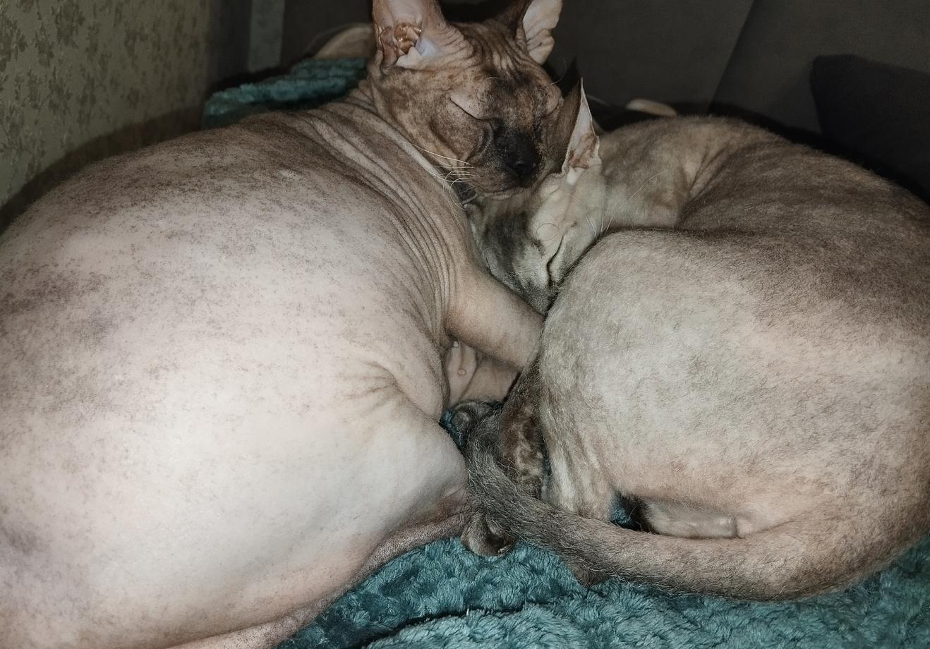 Фото Голые всегда: опубликованы кадры смешных, милых и злых котов-сфинксов – 25 фото 10