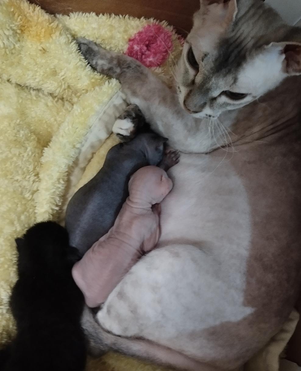 Фото Голые всегда: опубликованы кадры смешных, милых и злых котов-сфинксов – 25 фото 9