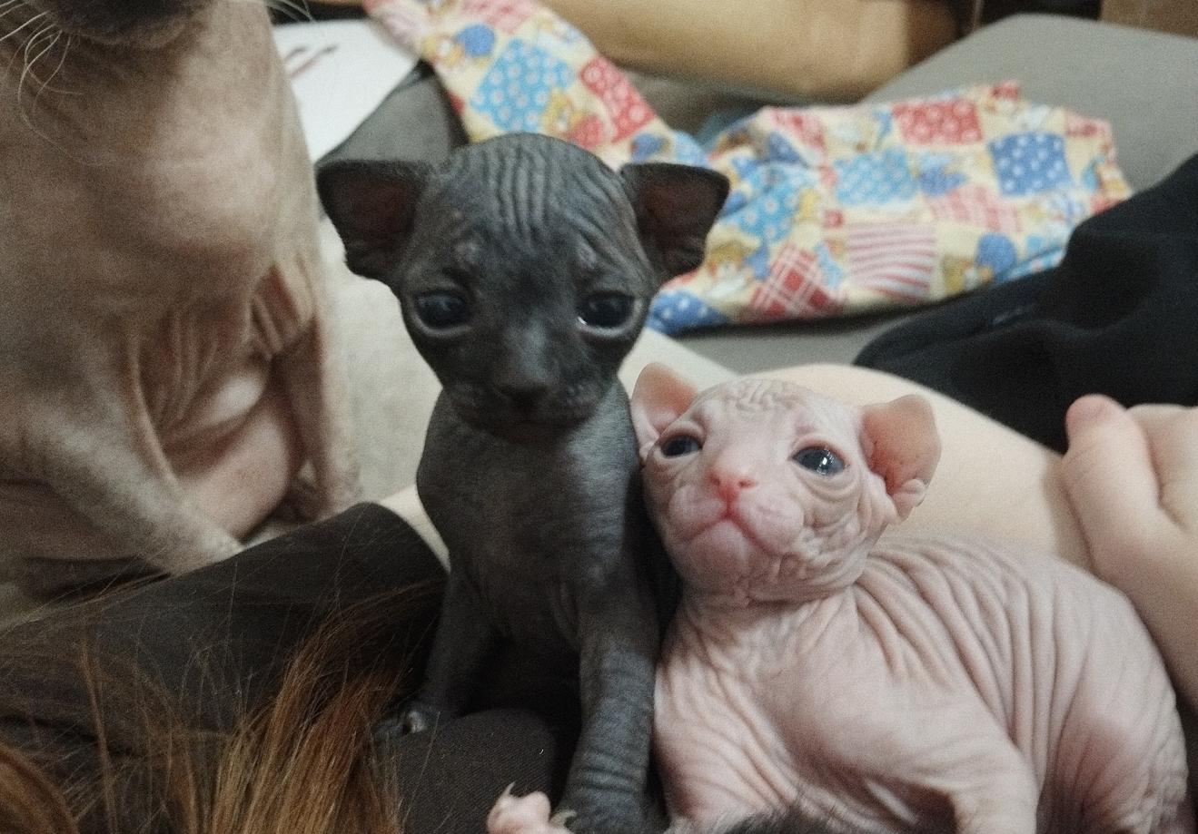 Фото Голые всегда: опубликованы кадры смешных, милых и злых котов-сфинксов – 25 фото 8