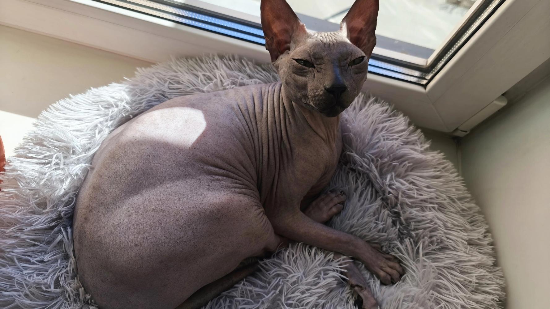 Фото Голые всегда: опубликованы кадры смешных, милых и злых котов-сфинксов – 25 фото 6