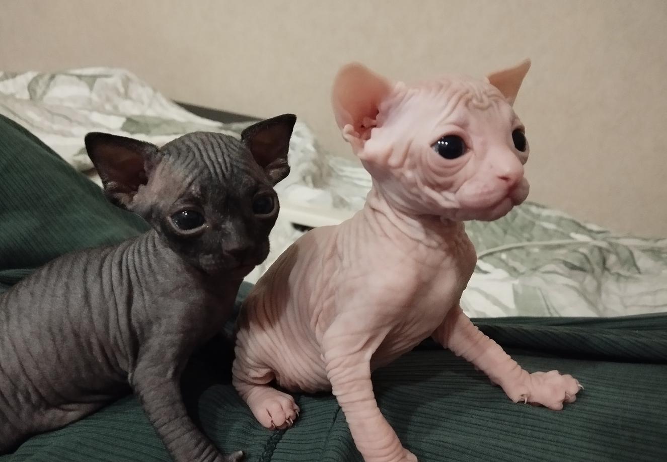 Фото Голые всегда: опубликованы кадры смешных, милых и злых котов-сфинксов – 25 фото 5