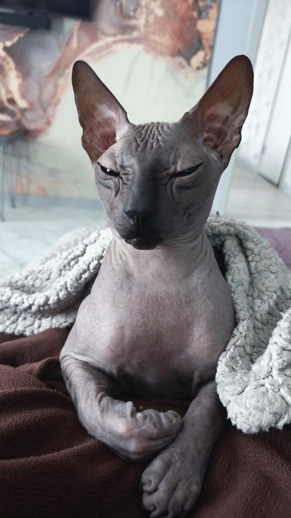 Фото Голые всегда: опубликованы кадры смешных, милых и злых котов-сфинксов – 25 фото 4