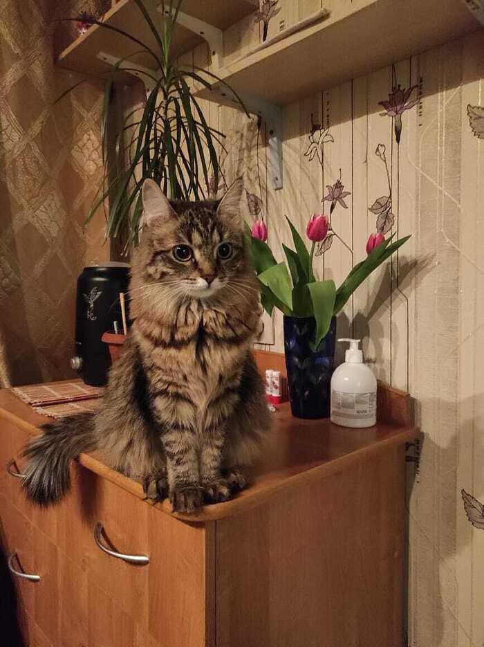 Фото В Новосибирск опубликовали кадры смешных и милых котов 3