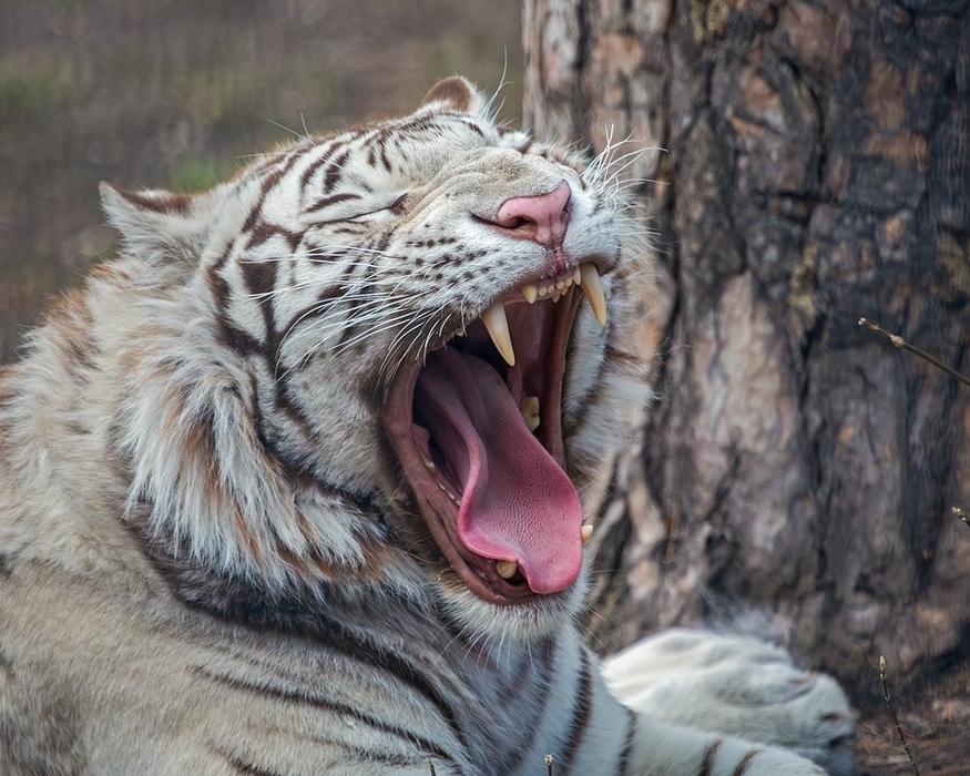 Фото В Новосибирске опубликовали яркие кадры обитателей зоопарка 4