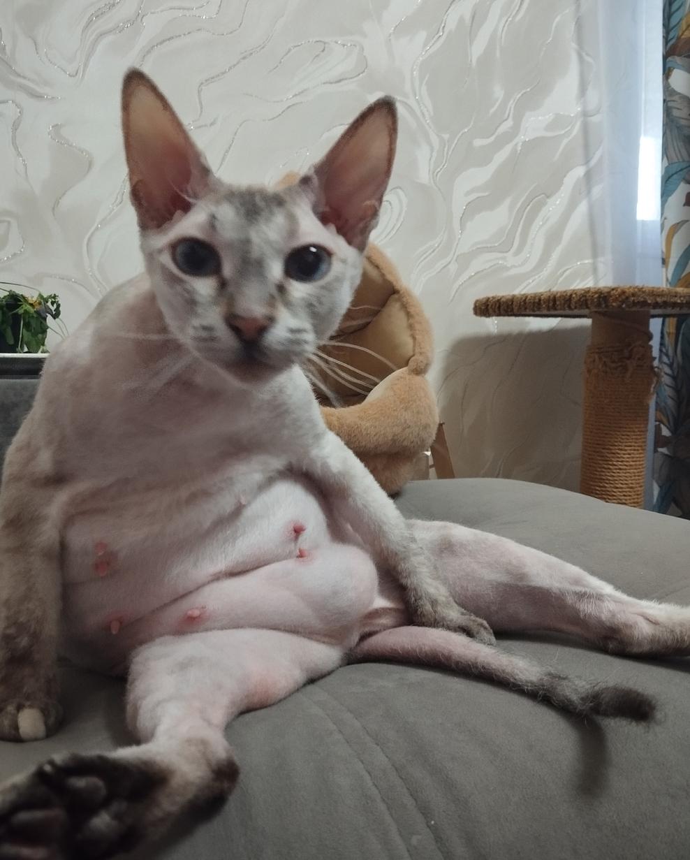 Фото Голые всегда: опубликованы кадры смешных, милых и злых котов-сфинксов – 25 фото 3