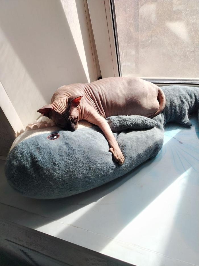 Фото Голые всегда: опубликованы кадры смешных, милых и злых котов-сфинксов – 25 фото 2