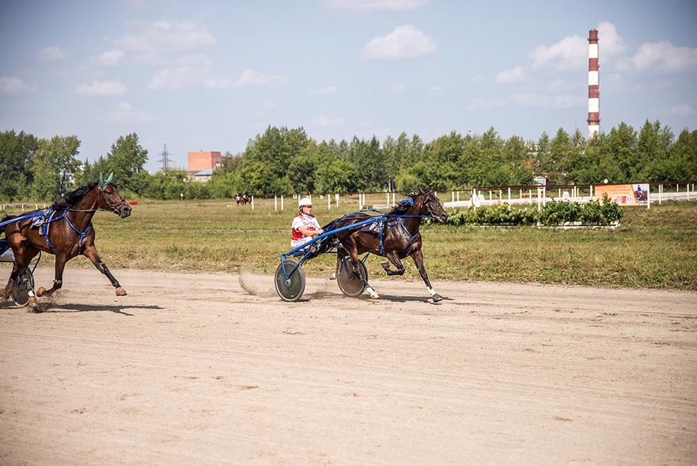 Сколько лошадей в 6