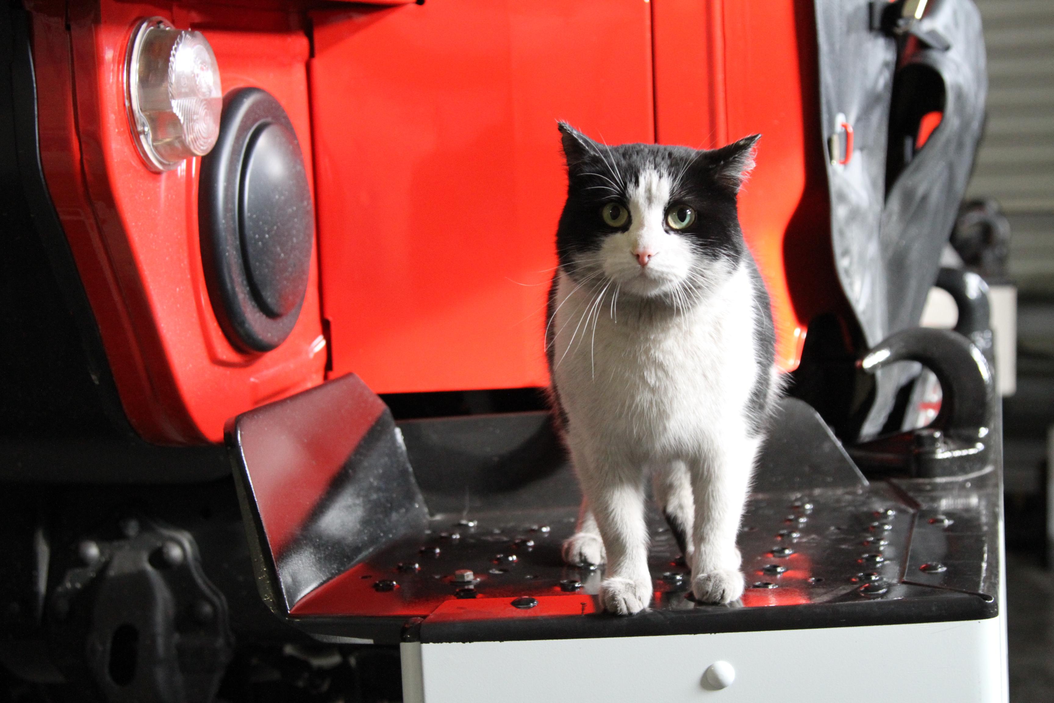 День спасения кошек. Кот гидрант Новосибирск. Кот пожарный. Кот в пожарной части. Котик пожарник.