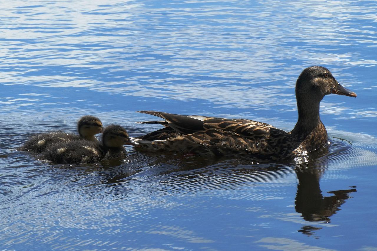 Source related duck. Птичья гавань. Молодой селезень кряквы. Птичья гавань Маяк. Водоплавающие мелкие животные.