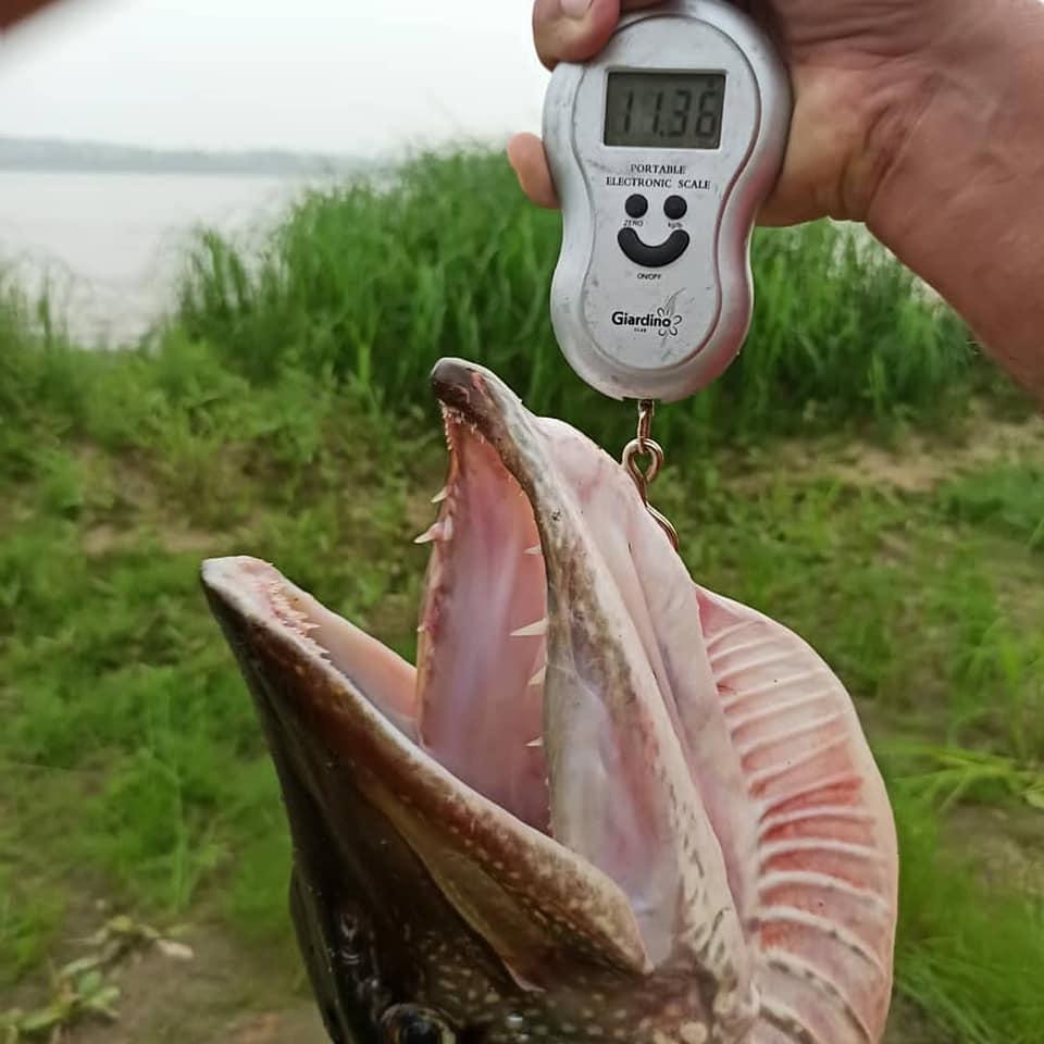 Фото В Новосибирске рыбак достал из Оби зубастую щуку-гиганта 2