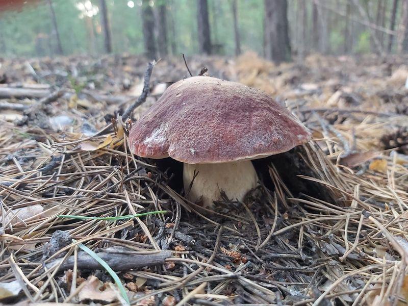 Фото «Вывозят вёдрами»: новосибирцы хвастаются богатым урожаем грибов 14