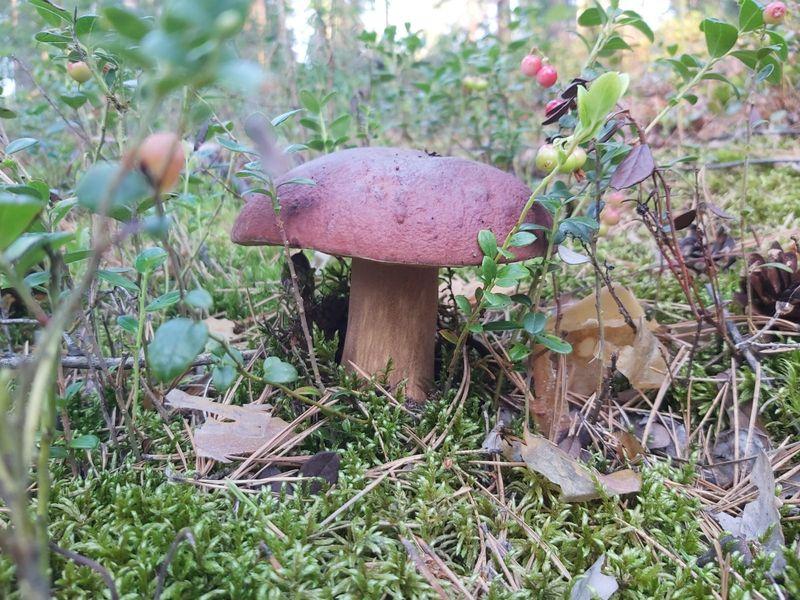 Фото «Вывозят вёдрами»: новосибирцы хвастаются богатым урожаем грибов 15