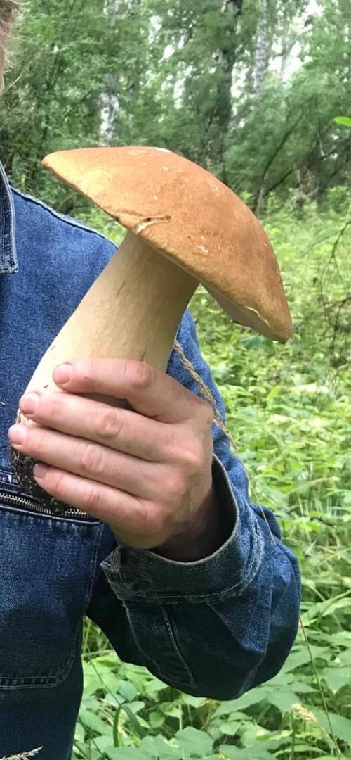 Фото Грибное безумие выходных – новосибирцы хвастаются добычей: где и сколько грибов нашли в августе 2021 года 7