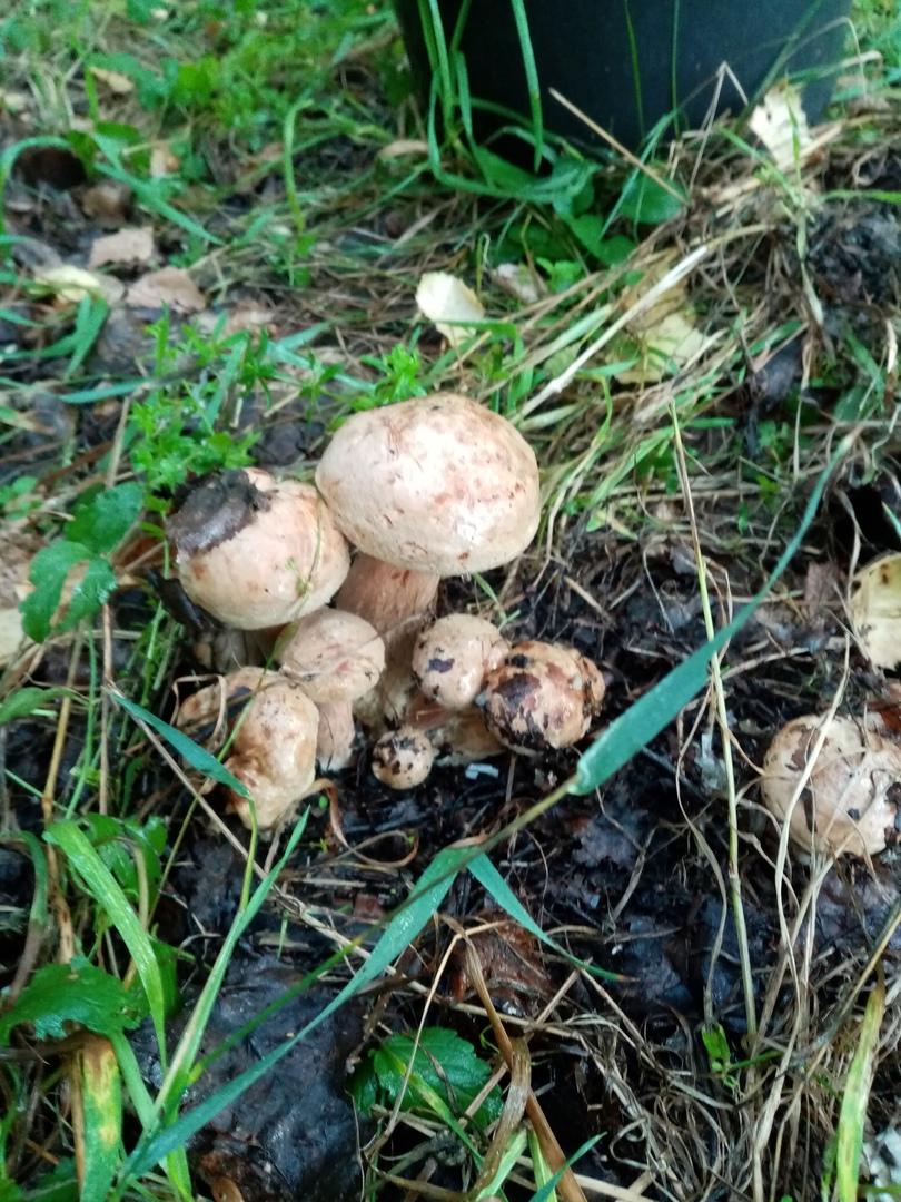 Фото «Охота удалась!»: жители Новосибирской области назвали места, где можно собирать грибы прямо сейчас 3