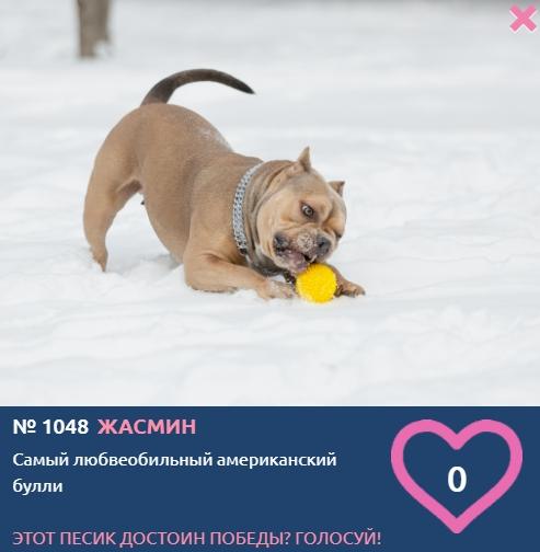 Фото «Главный пёсик Новосибирска»: рассказываем, кто такие американские булли – особенности молодой породы собак 4