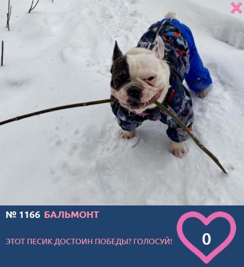 Фото Снежный монстр, собака-улыбака и лягушка-путешественница: новые участники фотоконкурса «Главный пёсик Новосибирска» 2