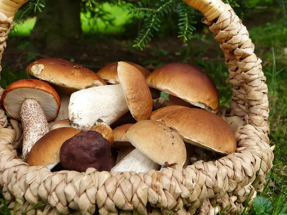фото Курица с грибами и другие рецепты – если набрали гору белых грибов в августе 2021 года