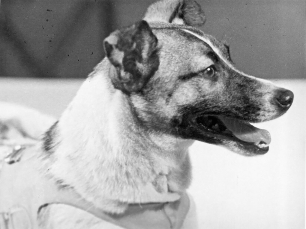 Фото «Собак использовали как пушечное мясо»: ветеринарный врач из Новосибирска – об историческом полёте Белки и Стрелки в космос 4