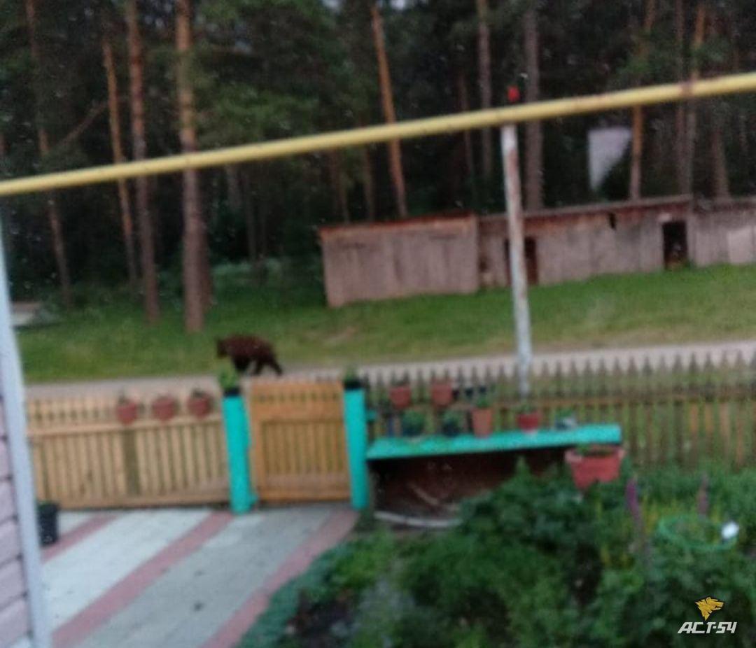 Фото В новосибирском Минприроды объяснили активность медведей летом 2022 года 2