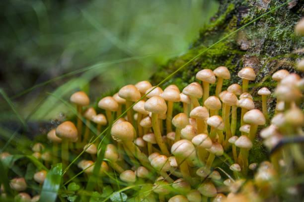 Фото Много грибов - много гробов: что означает страшная примета о богатом урожае грибов