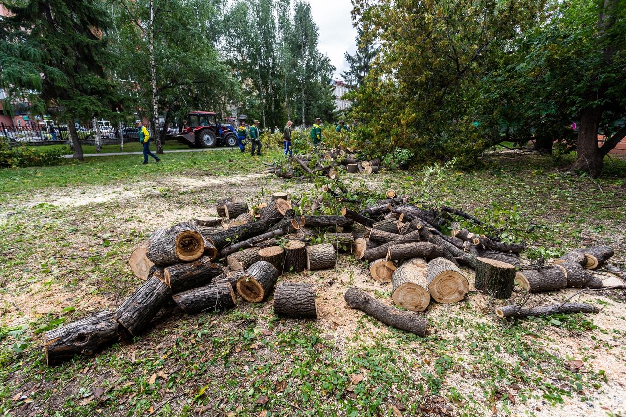Фото В Нарымском сквере Новосибирска начали пилить деревья 5