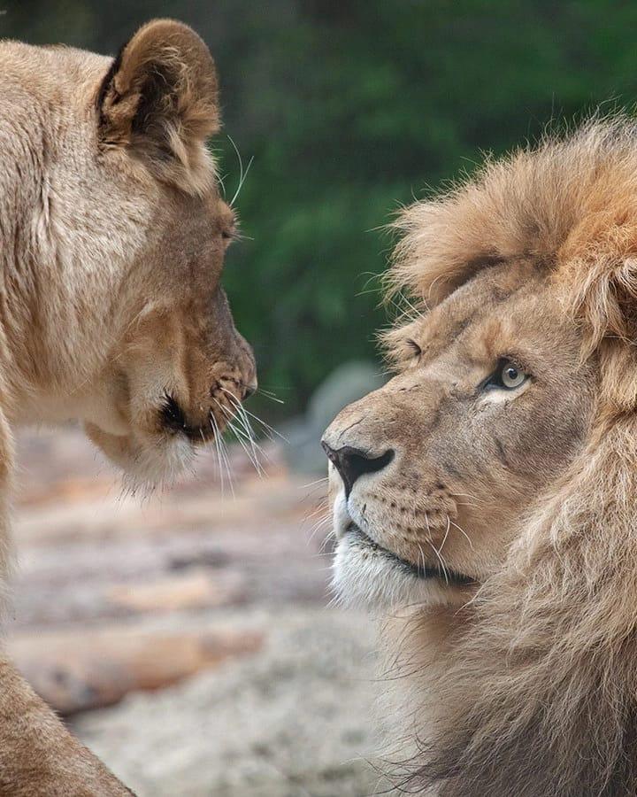 Фото В Новосибирском зоопарке овдовевшая после смерти льва Сэма львица Найтирия осталась одна 2