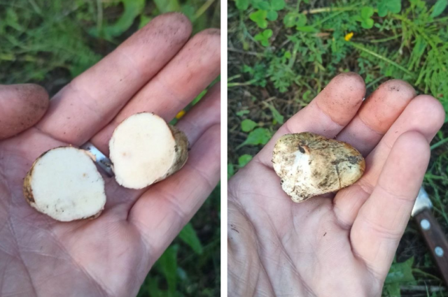 Фото Возбуждающий гриб с феромонами нашли в лесу Новосибирской области