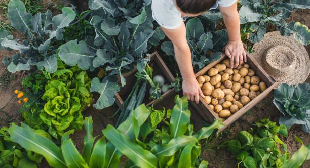 Фото Как быстро просушить собранный картофель: три секрета от опытных огородников 4
