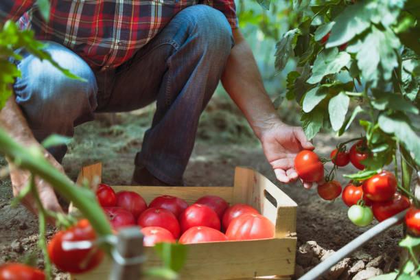 Фото Будут плодоносить до осени: огородники раскрыли секрет безумного урожая помидоров в 2022 2
