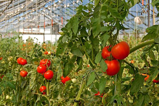 Фото Будут плодоносить до осени: огородники раскрыли секрет безумного урожая помидоров в 2022 7