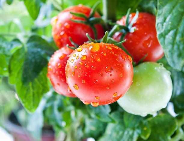 Фото Будут плодоносить до осени: огородники раскрыли секрет безумного урожая помидоров в 2022 5