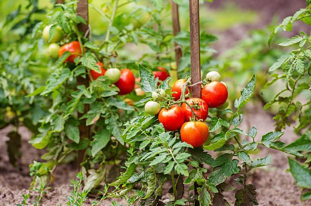 Фото Будут плодоносить до осени: огородники раскрыли секрет безумного урожая помидоров в 2022 6